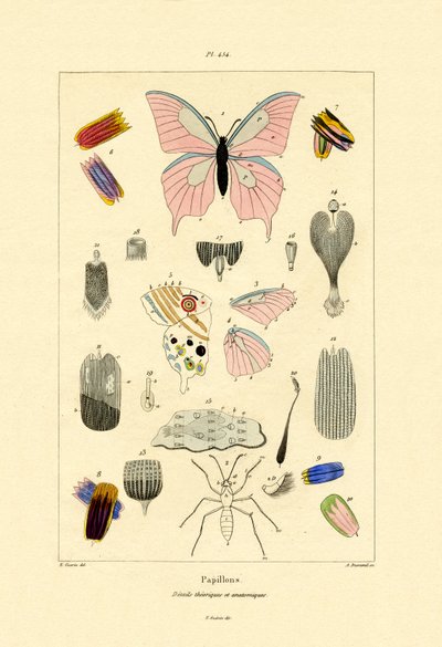 Butterflies by French School